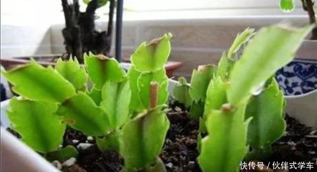 秋天再扦插4种花,来年不耽误开花!