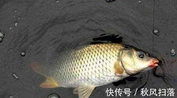 浮漂顶起又落下，提竿却均不中鱼解读3种奇怪漂相不中鱼的原因