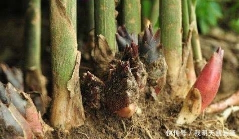 食用价值|山上看到这“山珍”,不要错过了,它在市面上可是能卖到15一斤