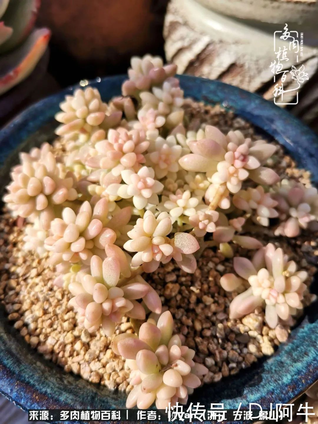 入多肉坑八年,始于初心,一切但求无愧于心