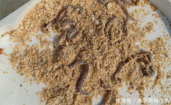 冬至过后钓鲫鱼,这样的饵料更受“欢迎”,更容易钓到大鲫鱼