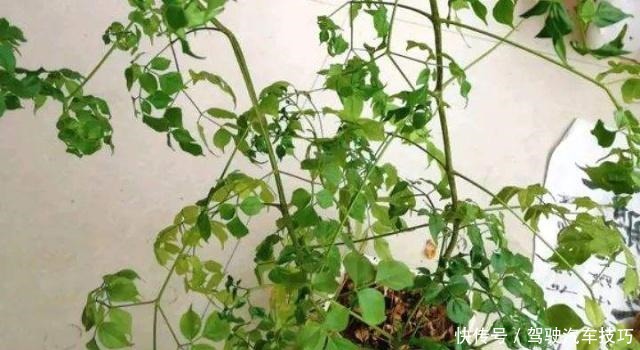 幸福树掉叶不要怕,死记这几招,叶子油亮枝繁叶茂!