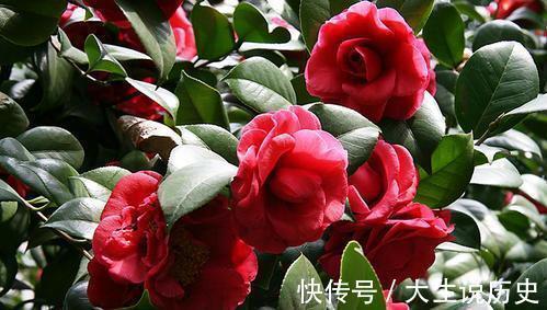 酸性|冬天养茶花，了解掌握3个要点，开出层叠群花，谁见了都夸美！