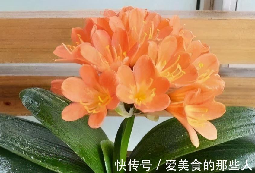 君子兰容易饿，盆里用3种肥，根系壮，片油绿，开花旺