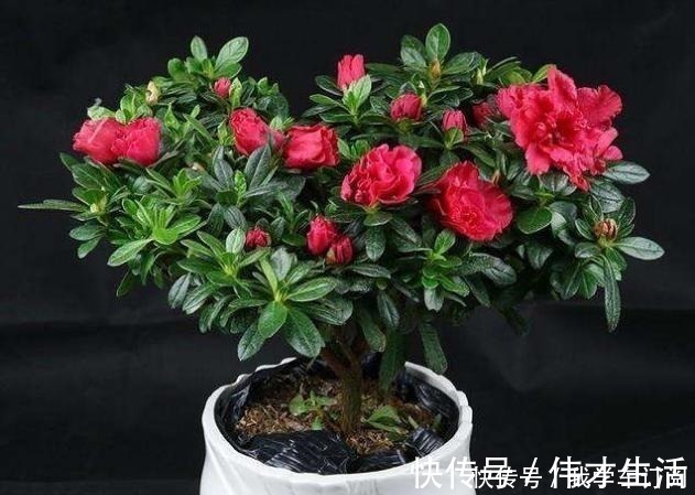 养花时注意，这4种花切不可用大花盆，越小越好，长得旺盛有气质！