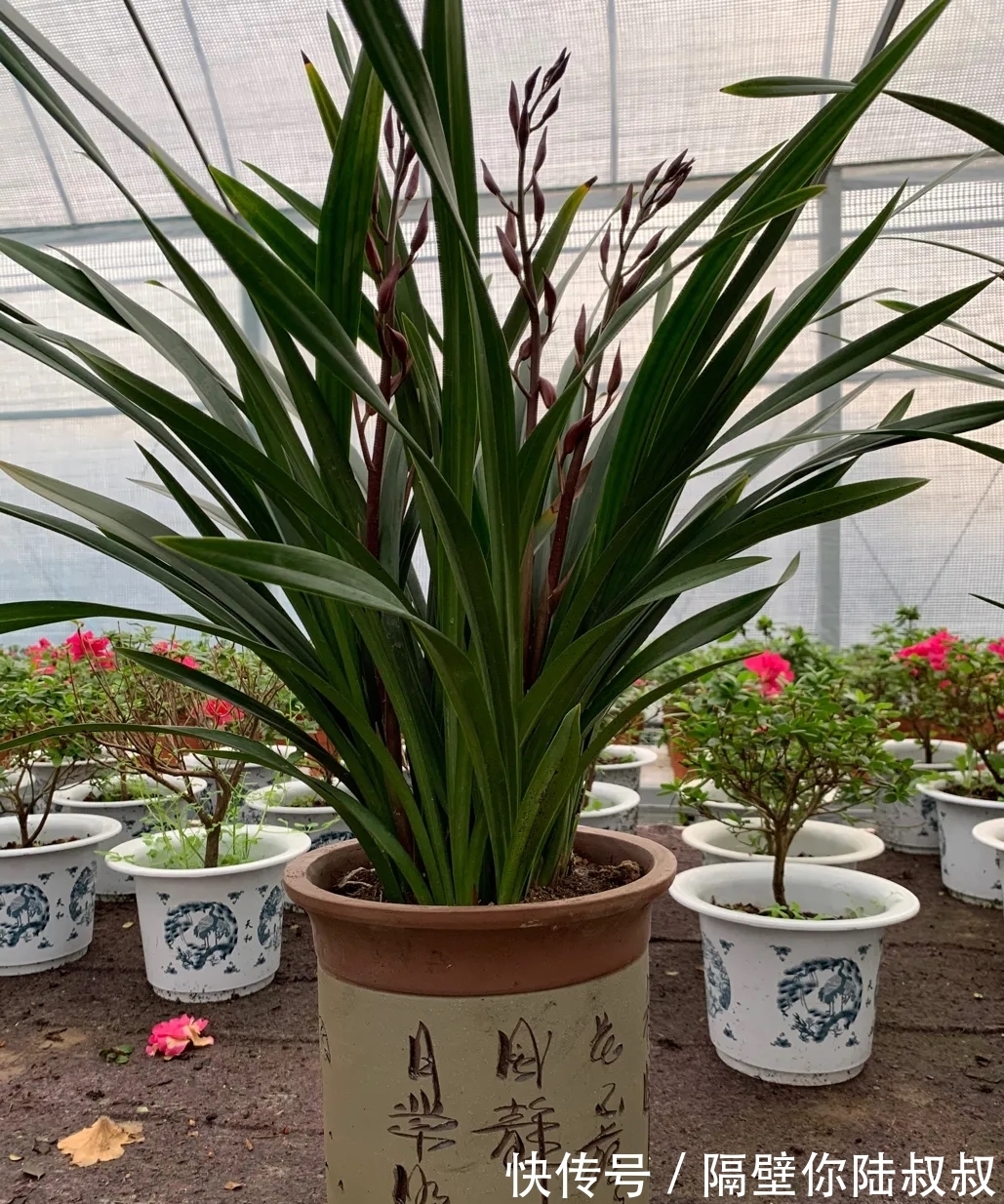 天冷了,你家月季还没有修剪,来年开花美不美就靠这一步啦