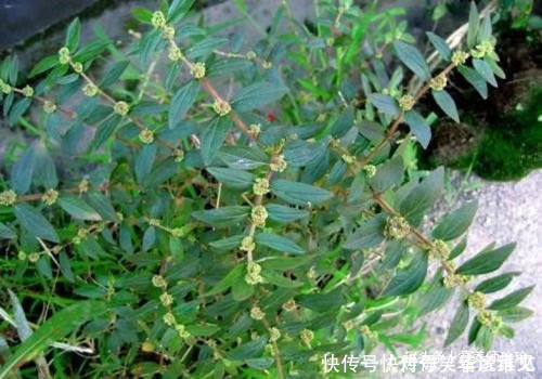 農(nóng)村的野草，折斷后流出白色的乳汁，價(jià)值珍貴，治療皮膚病的良藥