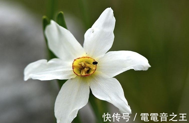 此花清淡馥郁花色纯净，就像飘渺的凌波仙子，有着自怜自爱的寓意
