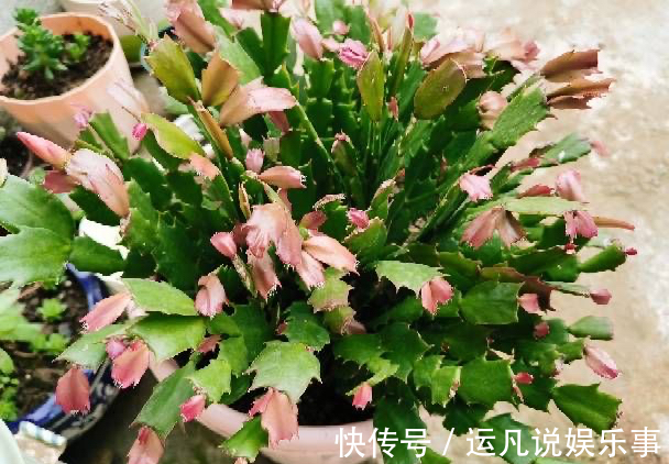 叶片|怕热怕水的蟹爪兰，夏天“这样养”，才能顺利度夏，秋天棒棒哒