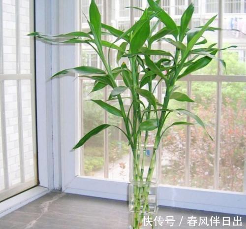 净化空气|客厅养花选它,寓意美好养护简单,越养越值钱,值得拥有!