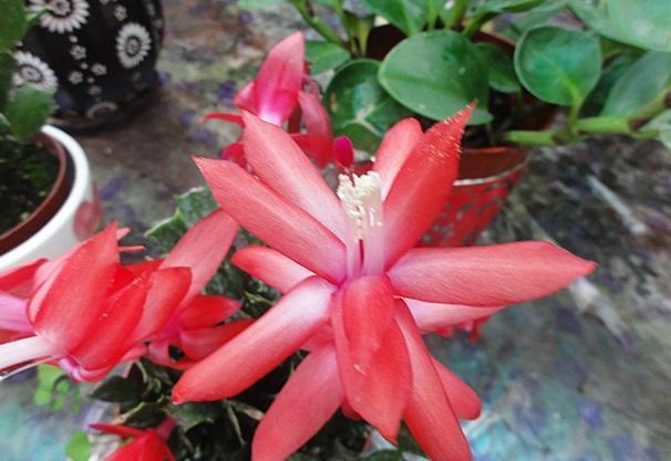 “嘴馋”的蟹爪兰,就喜欢2种酸,浇一点蹭蹭长,花期早开花