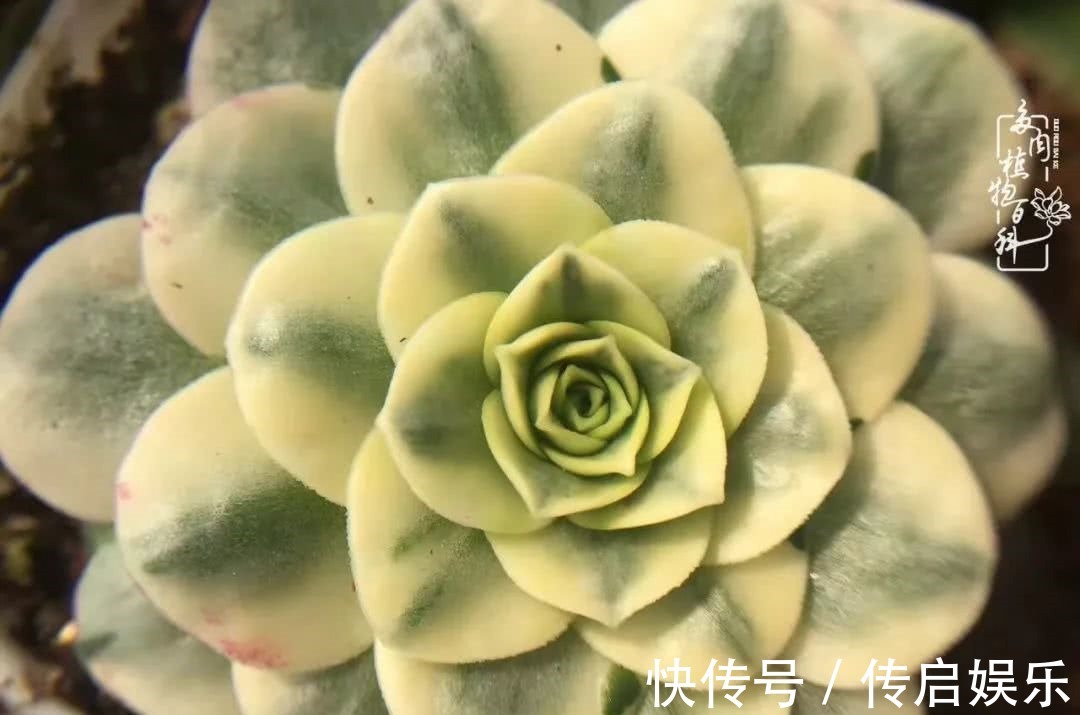 科普“山地玫瑰锦”万中无一,仙气缭绕!附养护知识!