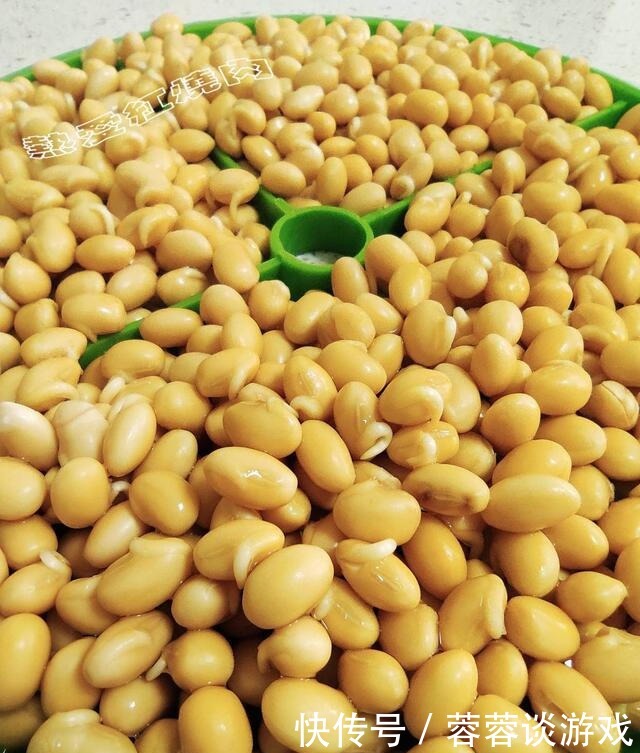 用了我这办法,发黄豆芽不会变臭一次就成功,五天就长15厘米高!