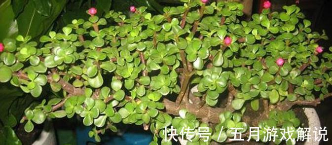 冬季金枝玉叶怎么养,学会4个小窍门,株型美叶片绿,真值