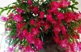 王大姐就养“2种花”,入冬就开成“花海”,街坊邻居都说美!