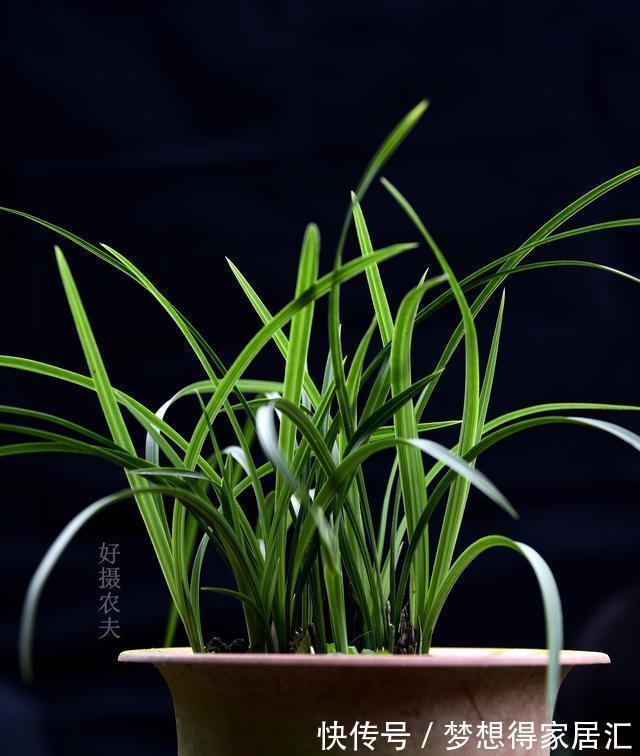 秋天养兰花最怕什么？犯了这3条禁忌，兰花就很难越冬