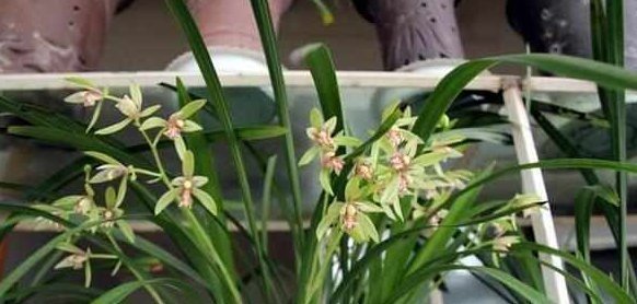 这5种花耐阴又好养,净化空气一级棒,家里养1盆,异味都消失