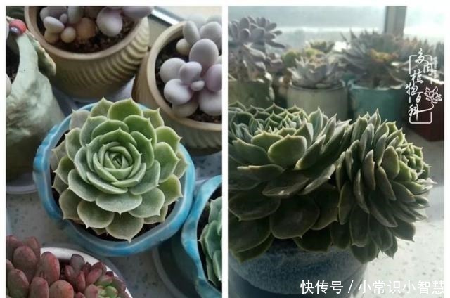 欧紫|我是多肉飘窗党,我来晚了!我是多肉飘窗党,我来晚了!