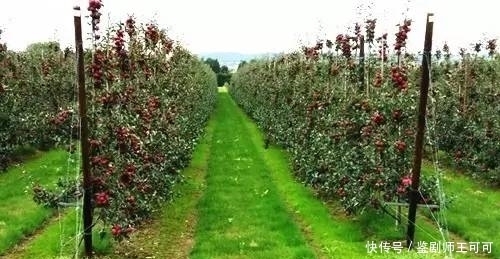 90后的新农人,采用新技术,愿做新型农业的引领者