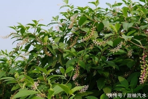 商陸|農(nóng)村中一種不起眼的野草,用來泡腳可治療腳氣,見到可不要錯過