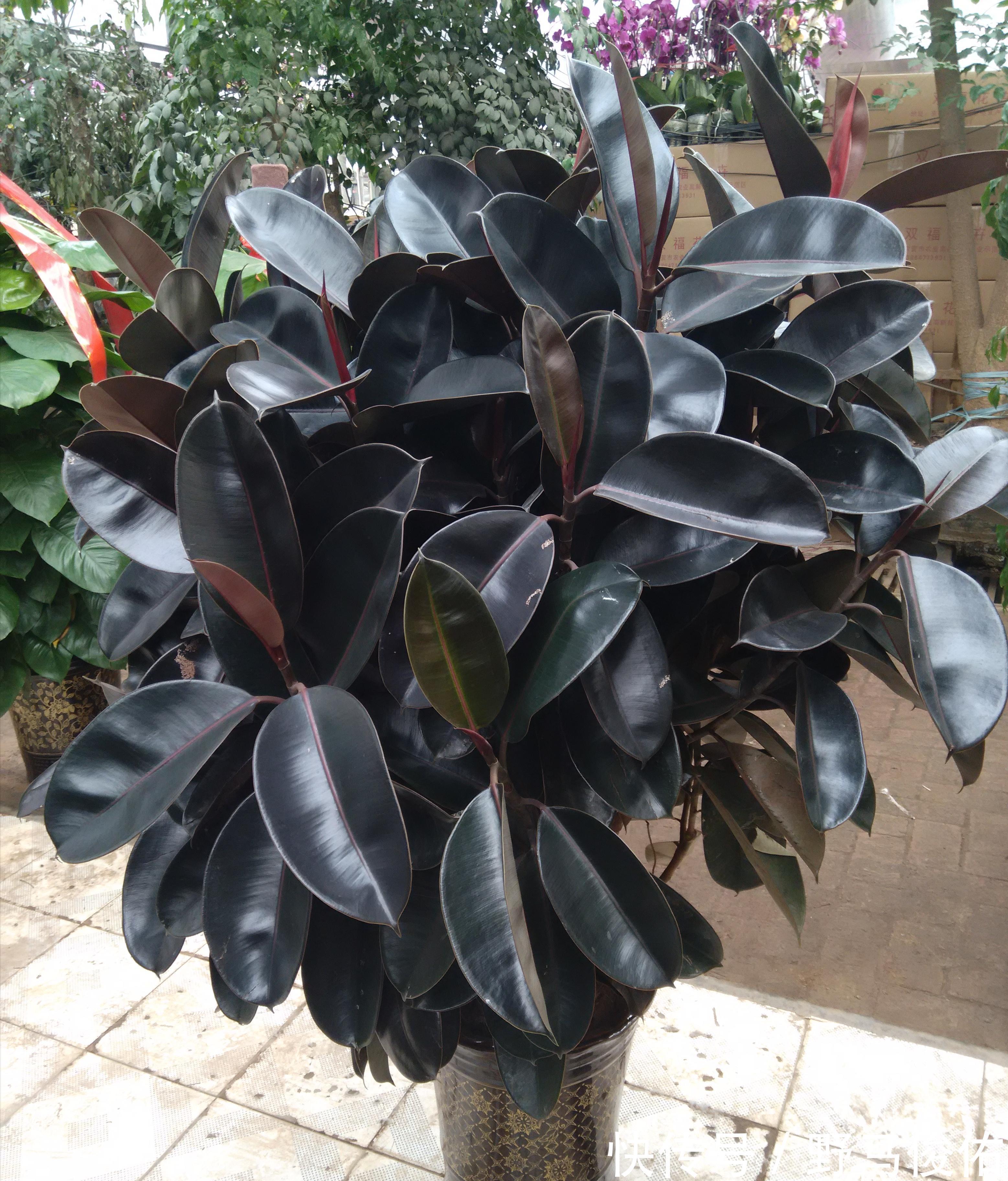 橡皮树|客厅养花，就养“大树”，2年长成“绿巨人”，优雅漂亮，品位佳