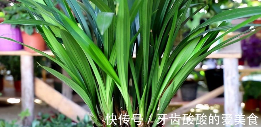 墨兰盆栽能在室内养吗？该怎么呵护好？