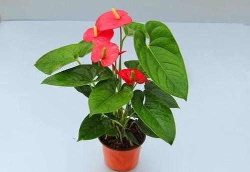 红掌能在家里养吗？