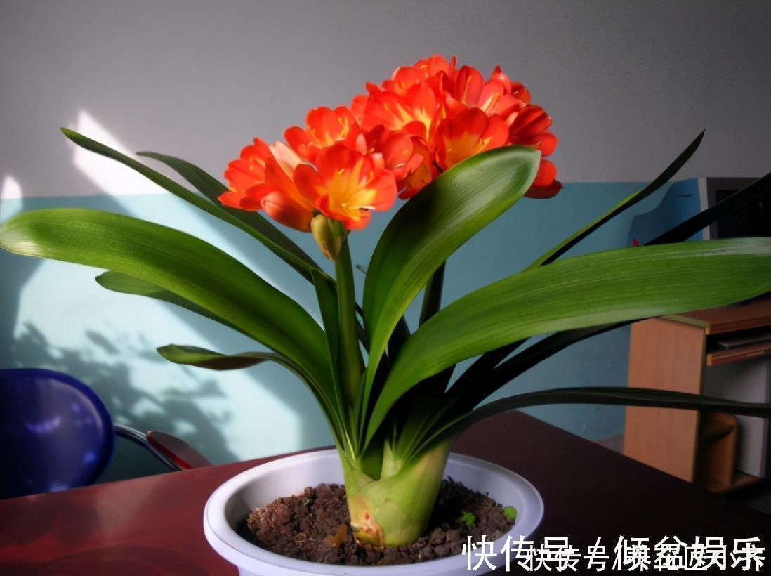 闷根|养君子兰有“六怕”，你知道吗？新手一定要避开