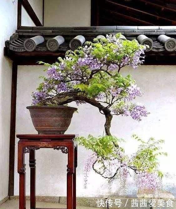 盆栽|客厅有树,十有九富!6种“富贵树”,贵气好养,旺家又吉利