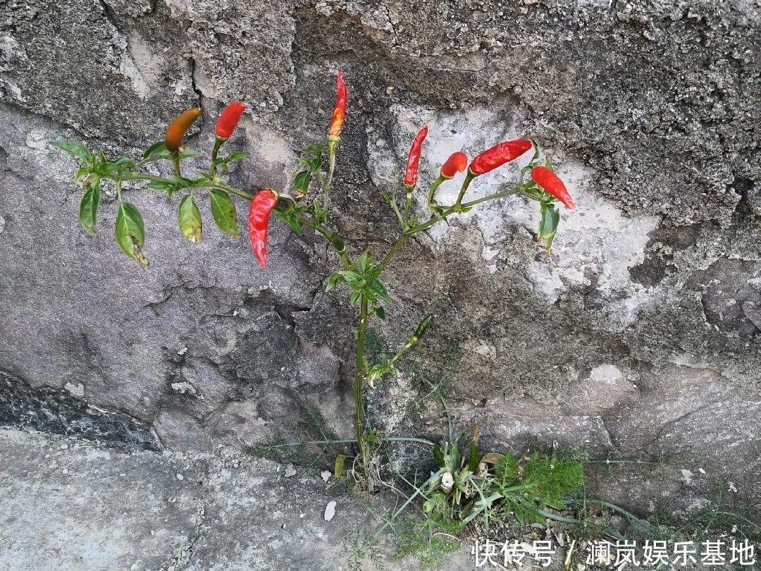 3个月后才回家,家里的花疯了,墙缝、房顶都爬满!