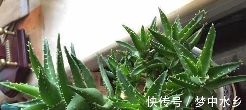 想要芦荟成老桩？知道这个妙招，叶片厚实肥美，几年就成树