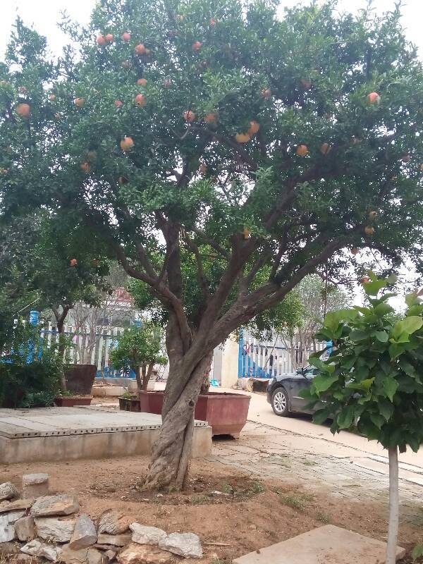 菊花|5种“吉祥花”,古代人也喜欢养,寓意好又富贵,日子越过越舒心