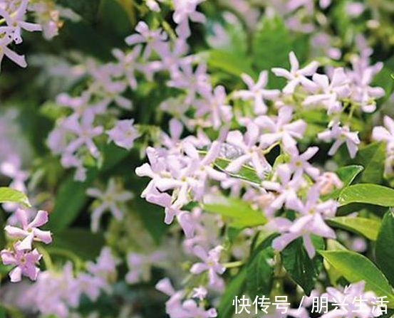 别养桂花了此花浇水就活,一年花开180天,家里种2棵特别香