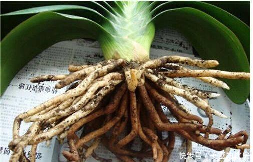 立马|养花烂根了,全扔掉?别,一个小方法立马满血复活
