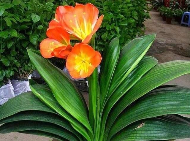 土壤|君子兰怎么换盆做好这几点，你就明白了，服盆效果好能开花