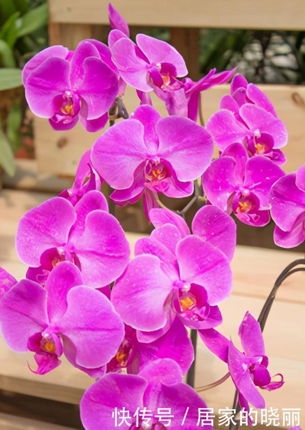 适合|盘点六种适合眼下入手的年宵花