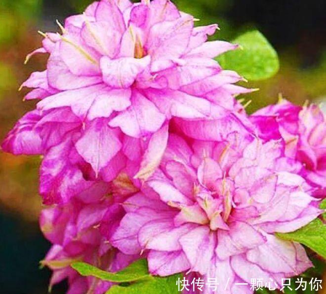 客厅养花选此几款,花期长花色艳,家里变成小花园