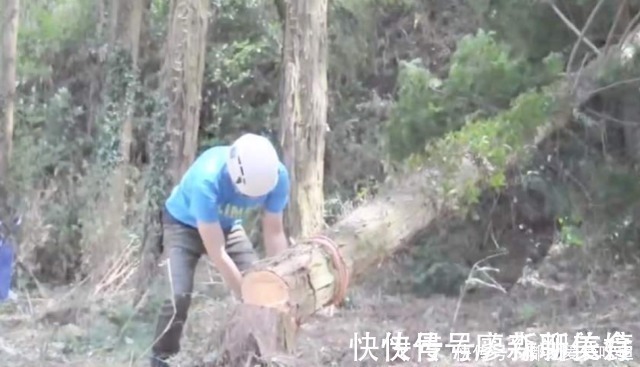 锯子$柬埔寨独特砍树方式,不靠锯子全靠什么?网友:太少见了!