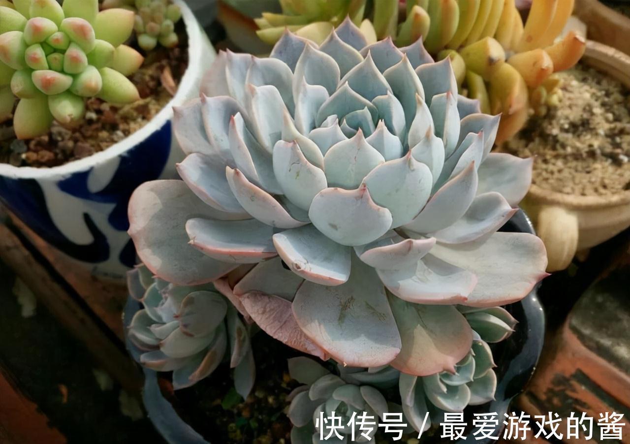 5种漂亮花，冬天爱睡觉，少水缺粮多晒晒才能长得好