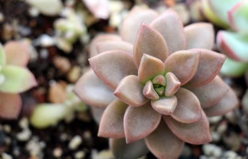 4月末，养殖多肉莫错过最后的换盆时机，操作得当1周就服盆
