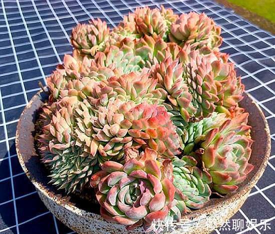 夏天养多肉,掉叶落叶太急人,做好“几点”,依旧水润肥嘟嘟