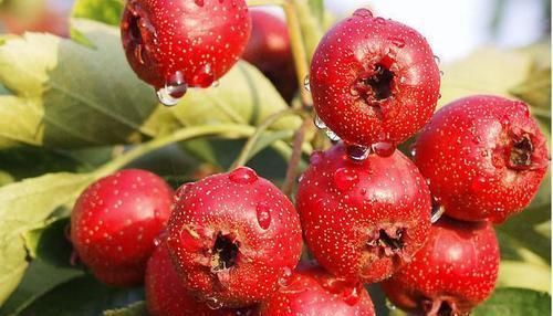 子宫|女性朋友要注意，忌2物，弃3习，吃4物，活血消肌瘤，子宫更健康