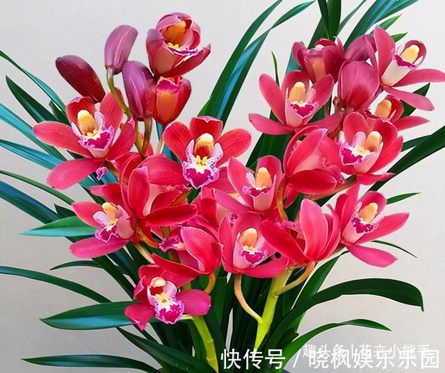 浓香型兰花|适合懒人的兰花，一年四季开不停，味香色艳，阳台轻松变成兰花园