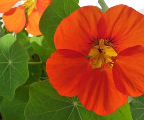 今年最流行的三种花,个个颜值爆表,关键开花多还不占地!