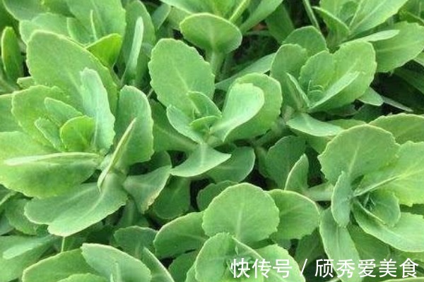 苋菜|农村随处可见的4种野菜，活血化瘀，缓解失眠，老人要多吃！