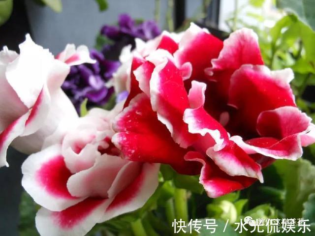 浸盆法|1种花超耐阴,一点散光就爆盆,花一开就是200多天!