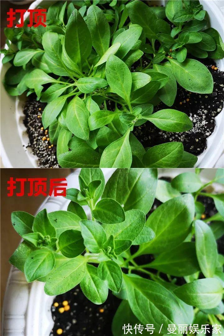 雄蕊|3种花不用“扦插”,花开完等俩月,半年变成“养花大户”!
