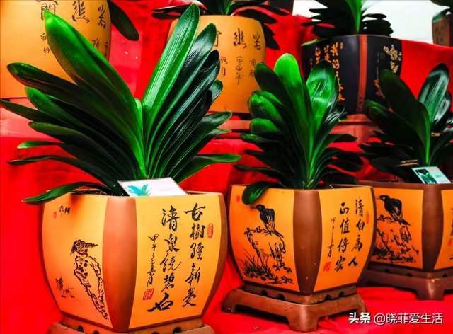 根系|君子兰一直长不好，跟“换盆”有关系，很多人都做错了