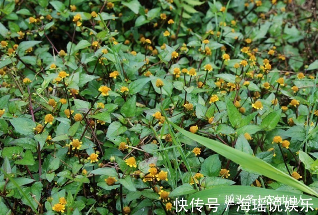 细胞|这一种植物事农村老人口中“黄金万两,不认识是草,懂它就是宝