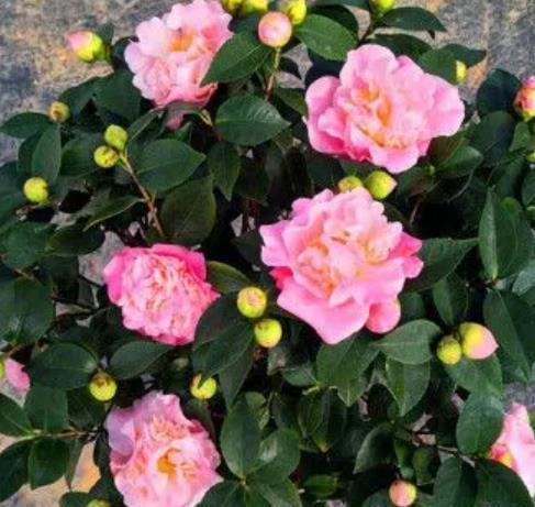 此款花卉号称“香香公主”,开花一茬接一茬,有个小阳台就能养